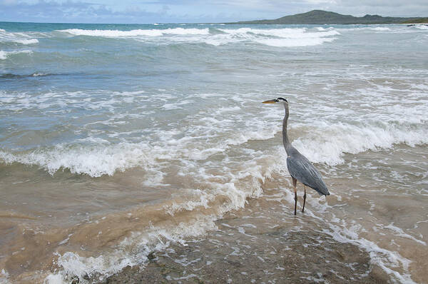 534103 Art Print featuring the photograph Great Blue Heron In Surf Puerto Villamil by Tui De Roy