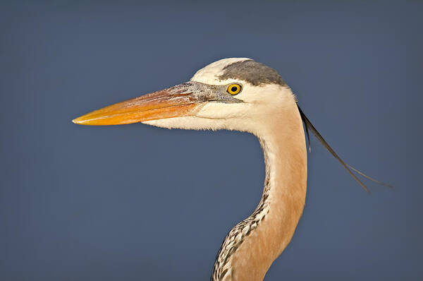 Bird Art Print featuring the photograph Great Blue Heron Portrait by Susan Candelario
