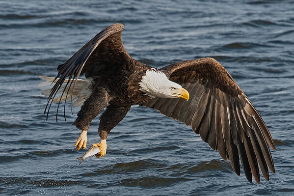 Eagle Art Print featuring the photograph Great catch by Tim Schmidt