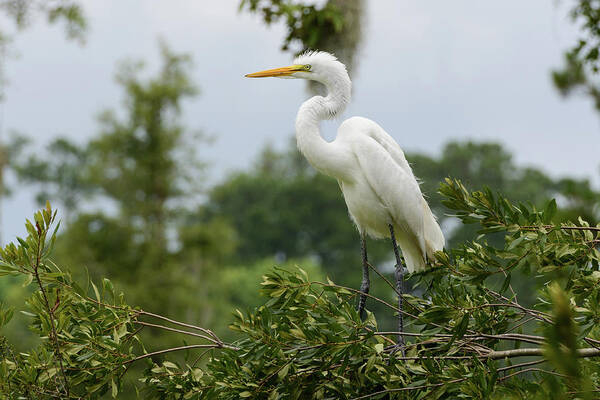 Animal Themes Art Print featuring the photograph Great Egret Ardea Alba by Photo By Robert Vaughn
