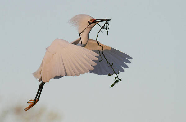 Animal Themes Art Print featuring the photograph Great Egret by By Davor Desancic