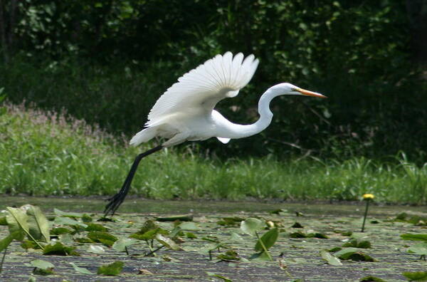 Egret Art Print featuring the photograph Great Egret Elegance  by Neal Eslinger