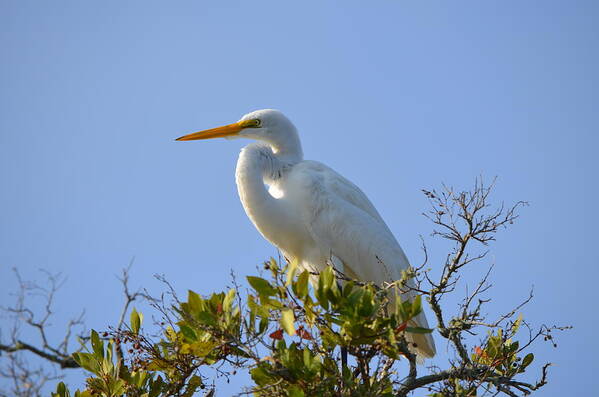 Great Egret Art Print featuring the photograph Great Egret by James Petersen