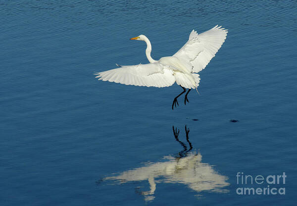Egret Art Print featuring the photograph Great Egret Landing by Bob Christopher