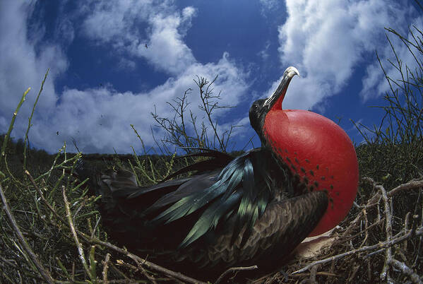 Feb0514 Art Print featuring the photograph Great Frigatebird Male Courtship by Tui De Roy