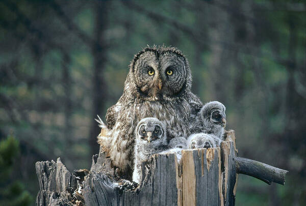 Feb0514 Art Print featuring the photograph Great Gray Owl With Owlets In Nest by Michael Quinton