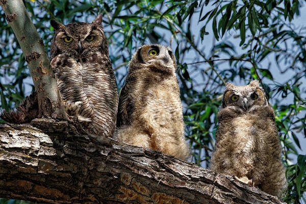 Owls Art Print featuring the photograph Great Horned Owl Family by Kathleen Bishop