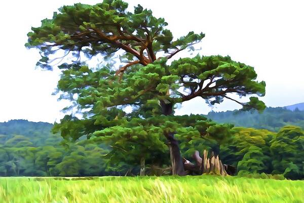 Pine Tree Art Print featuring the photograph Great Pine by Norma Brock