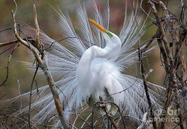 Birds Art Print featuring the photograph Great White Egret With Breeding Plumage by Kathy Baccari