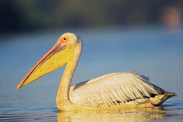 Animal Art Print featuring the photograph Great White Pelican (pelecanus by Martin Zwick