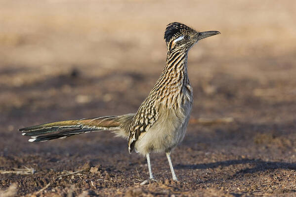 Feb0514 Art Print featuring the photograph Greater Roadrunner New Mexico by Konrad Wothe