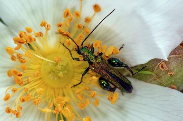Animal Art Print featuring the photograph Green Beetle On A Rose by Dr. John Brackenbury/science Photo Library