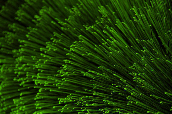 Bristles Art Print featuring the photograph Green Bristles by Robert Woodward