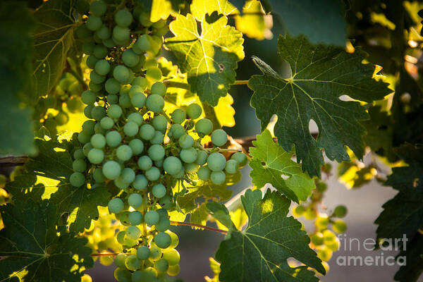 Grapes Art Print featuring the photograph Green Grapes by Ana V Ramirez