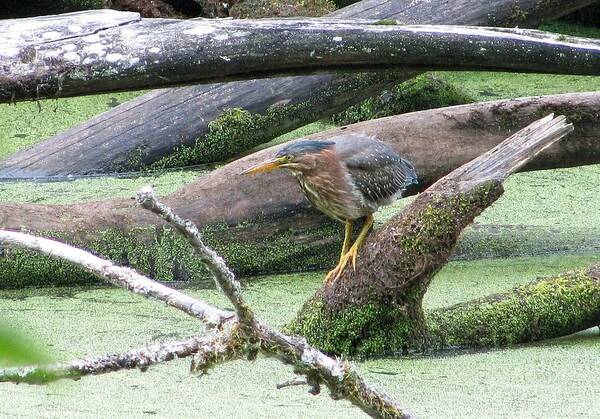 Bird Art Print featuring the photograph Green Heron - camouflage by I'ina Van Lawick