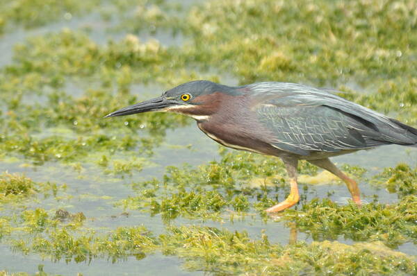 Heron Art Print featuring the photograph Green Heron on the Hunt by Frank Madia
