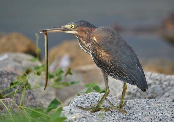 Heron Art Print featuring the photograph Green Heron With An Eel Breakfast by Kathy Baccari