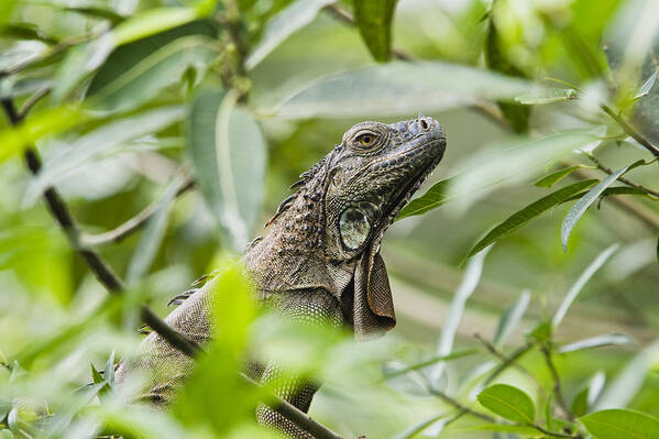 Feb0514 Art Print featuring the photograph Green Iguana In Lowland Rainforest by Konrad Wothe
