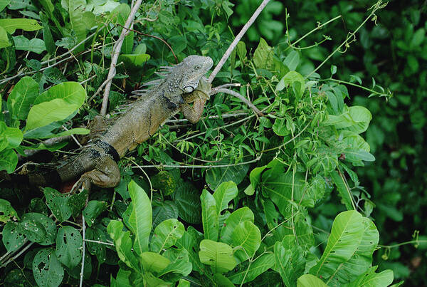 Feb0514 Art Print featuring the photograph Green Iguana Sunning In The Rainforest by Mark Moffett