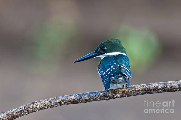 Bird Art Print featuring the photograph Green Kingfisher by Jean-Luc Baron