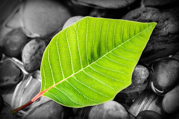 Green Leaf Art Print featuring the photograph Green Leaf by Marco Oliveira