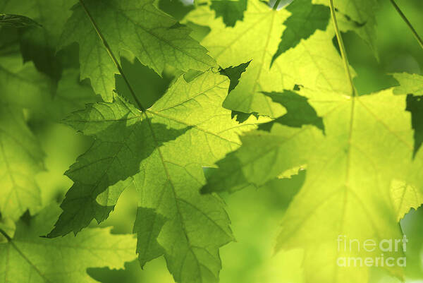Leaf Art Print featuring the photograph Green maple leaves by Elena Elisseeva