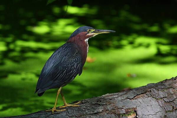 Green Heron Art Print featuring the photograph Green On Green by Mike Farslow