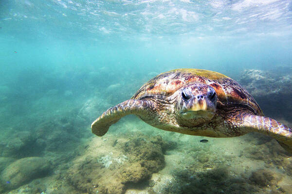 Underwater Art Print featuring the photograph Green Sea Turtle Chelonia Mydas by Danilovi
