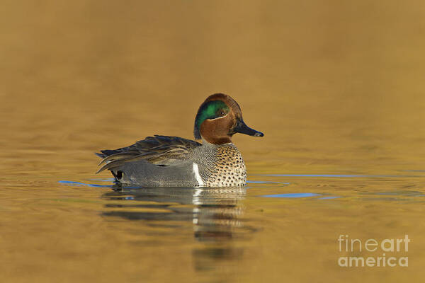 Green Wing Teal Art Print featuring the photograph Green wing teal by Bryan Keil