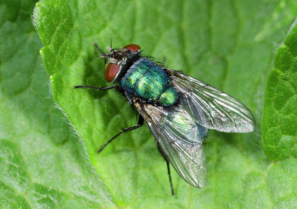 Insect Art Print featuring the photograph Greenbottle by Nigel Downer