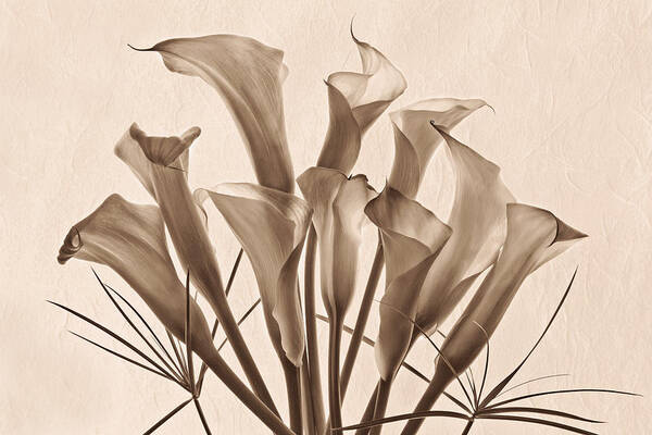 Calla Lilies Art Print featuring the photograph Greet the Day in Sepia by Leda Robertson