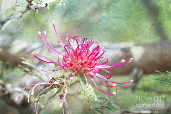 Flowers Pink Art Print featuring the photograph Grevillea by Linda Lees