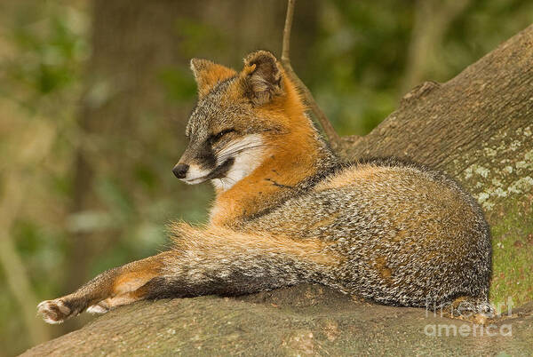 Grey Fox Art Print featuring the photograph Grey Fox by Millard H. Sharp