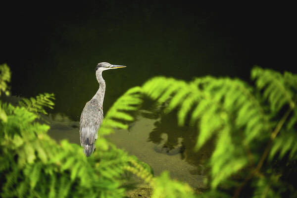 Animal Themes Art Print featuring the photograph Grey Heron by Property Of Chad Powell