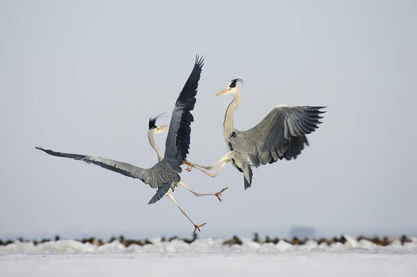 Feb0514 Art Print featuring the photograph Grey Herons Fighting Germany by Konrad Wothe