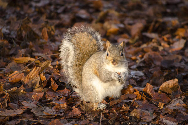 Squirrel Art Print featuring the photograph Grey squirrel by Spikey Mouse Photography