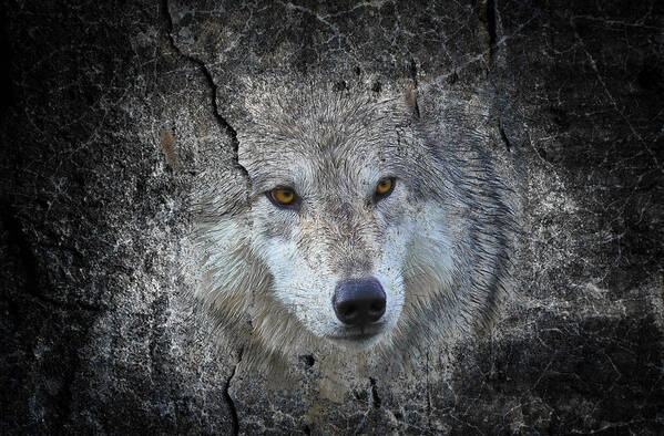 Wolves Art Print featuring the photograph Grey Stone by Athena Mckinzie