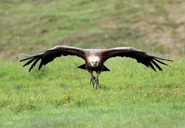 Gyps Fulvus Art Print featuring the photograph Griffon Vulture Landing by John Devries/science Photo Library