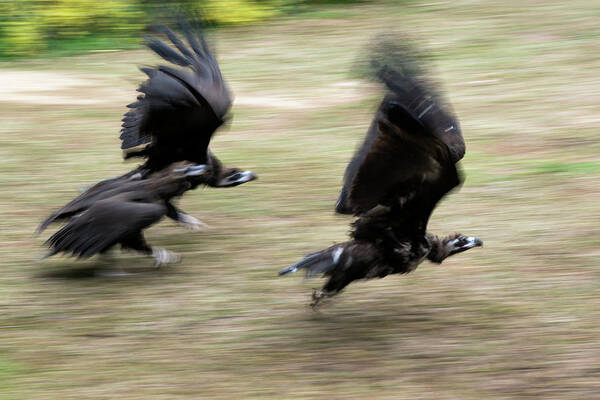 Griffon Vulture Art Print featuring the photograph Griffon Vultures Taking Off by Pan Xunbin