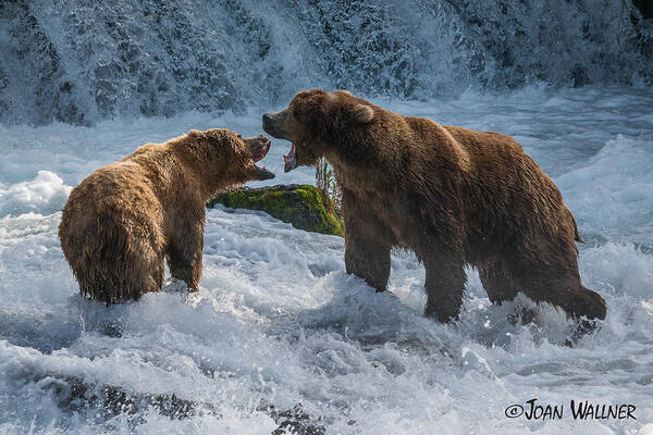 Alaska Art Print featuring the photograph Grizzlies Fighting by Joan Wallner