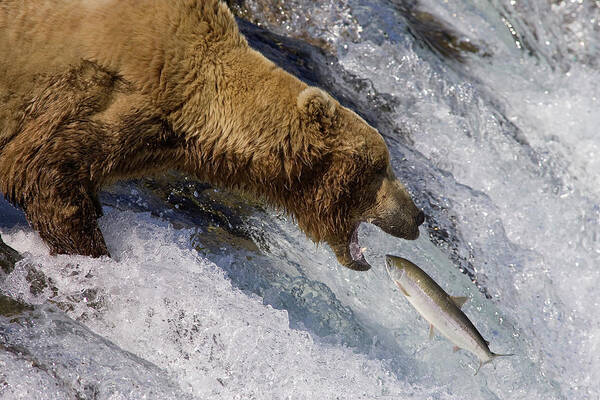 00437111 Art Print featuring the photograph Grizzly Bear Catching Salmon by Matthias Breiter