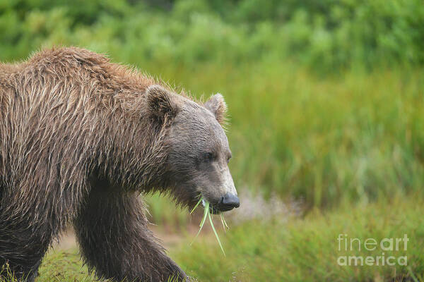Brown Bear Art Print featuring the photograph brown bear Katmai Alaska eating grass by Dan Friend