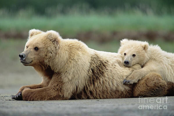 00345267 Art Print featuring the photograph Grizzly Mother And Son by Yva Momatiuk John Eastcott
