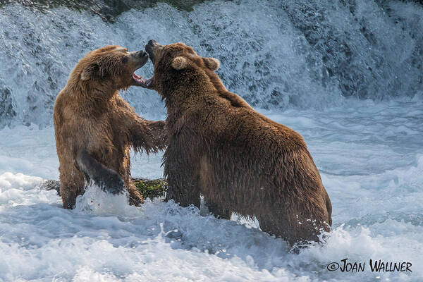 Alaska Art Print featuring the photograph Grizzly fight by Joan Wallner