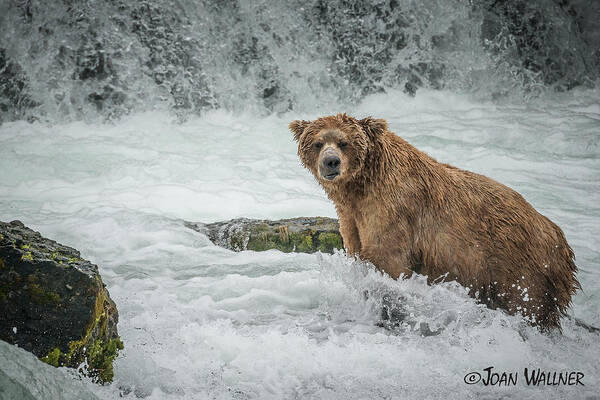 Alaska Art Print featuring the photograph Grizzly Stare by Joan Wallner