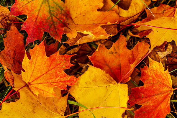 Leaves Art Print featuring the photograph Ground Cover by Dennis Bucklin