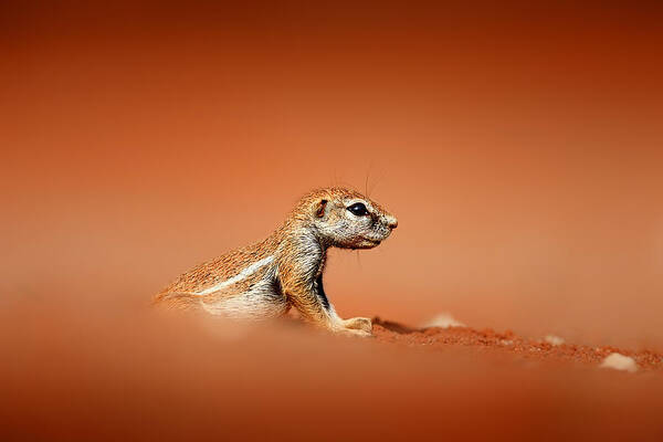 Squirrel Art Print featuring the photograph Ground squirrel on red desert sand by Johan Swanepoel