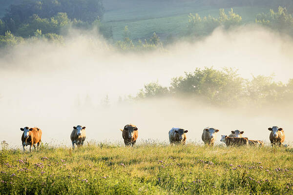 Field Art Print featuring the photograph Group Of Cows In The Fog Chesterville by Yves Marcoux