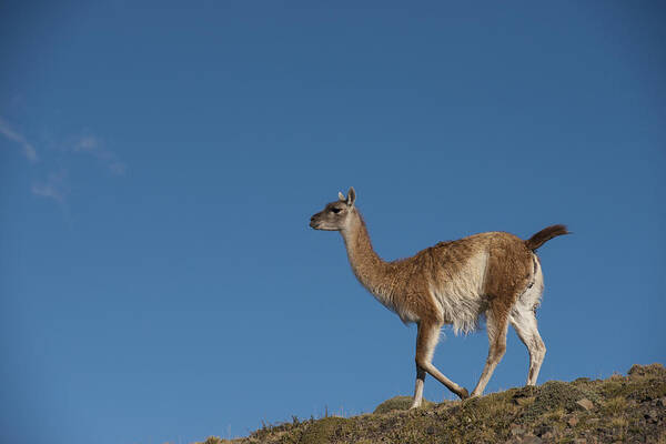 Pete Oxford Art Print featuring the photograph Guanaco Torres Del Paine Np Patagonia by Pete Oxford