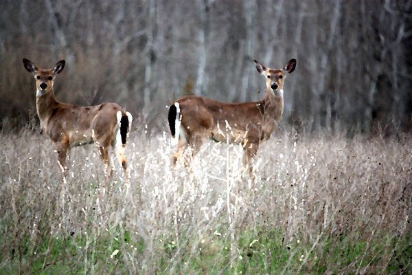 Nature Art Print featuring the photograph Guard Duty Whitetail Deer by Penny Hunt